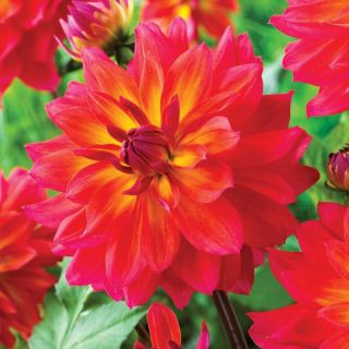 Firepot Dahlia Thumbnail